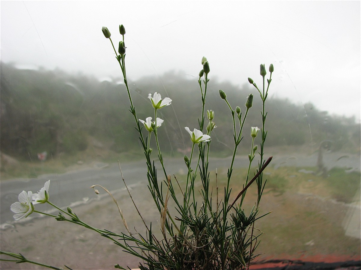 Minuartia capillacea